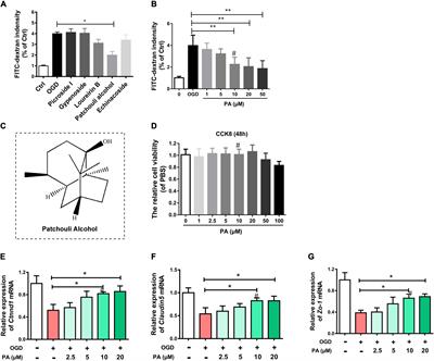 Patchouli Alcohol Improves the Integrity of the Blood-Spinal Cord Barrier by Inhibiting Endoplasmic Reticulum Stress Through the Akt/CHOP/Caspase-3 Pathway Following Spinal Cord Injury